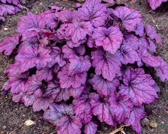 Heuchera 'Electric Plumb' (Coral Bells) 3 Well Rooted Starter Plants in 1 Qt Pots Grown at Rosie Belle Farm -  Freee Shipping