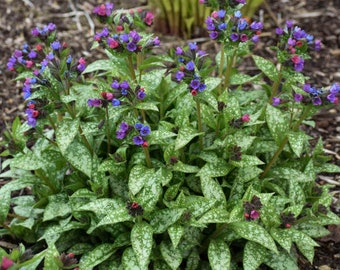 Pulmonaria Spot On (Lungwort) - 2 Well Rooted Starter Plants in 1 Qt Pots - Grown at Rosie Belle Farm - Price Includes Shipping