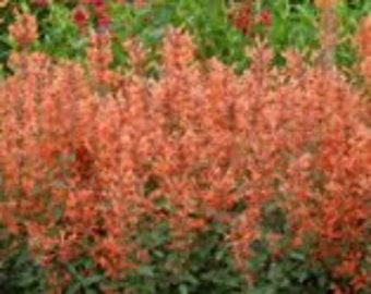 Agastache 'Kudos Madarin' - 3 Well Rooted Starter Plants in 1 Qt Pots Grown at Rosie Belle Farm - Price Includes Shipping