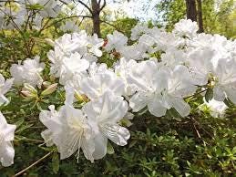 Mrs. GG Gerbing White Azalea - 1 Well Established Plant in a 2 Gallon Pot Grown at Rosie Belle Farm - Free Shipping