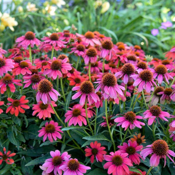 Echinacea Summersong (Formerly Known As Lakota Fire) 3 Well Rooted Starter Plants in 1 Qt Pots Grown at Rosie Belle Farm - Free Shipping