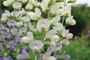 Baptisia 'Lunar Eclipse' (False Indigo) - 3 Well Rooted Starter Plants in 1 Qt Pots Grown at Rosie Belle Farm - Free Shipping Included