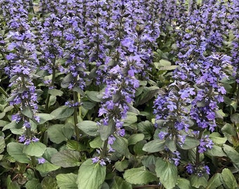 Catlins Giant Ajuga - 3 Well Rooted Starter Plants in 1 Qt Containers  - Grown at Rosie Belle Farm - Price Includes Shipping