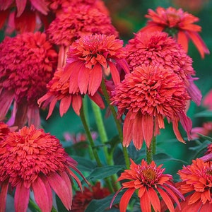 Echinacea Double Scoop Mandarin (Coneflower) - 3 Well Rooted Starter Plants in 1 Qt Pots - Available August 15, 2023 - Free Shipping