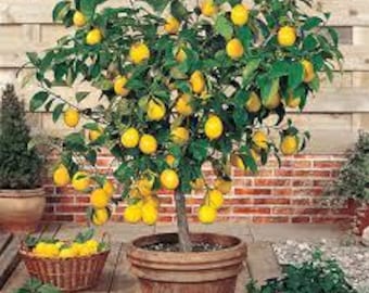 Meyer Lemon - 1 Dwarf Tree 3-4 Feet Tall in a 4x4x14' Pot -  Grown at Rosie Belle Farm - Free Shipping