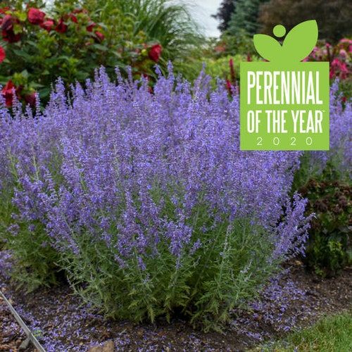 Perovskia 'Denim 'n Lace'  (Russian Sage) 3 Well Rooted Starter Plants in 1 Qt Pots Grown at Rosie Belle Farm - Price Includes Shipping