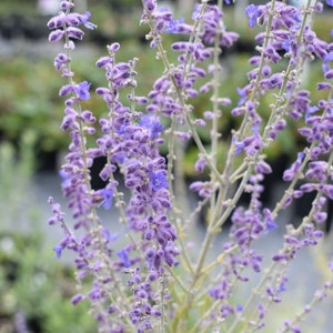 May include: A close-up of a bunch of lavender flowers with purple blooms and green stems.