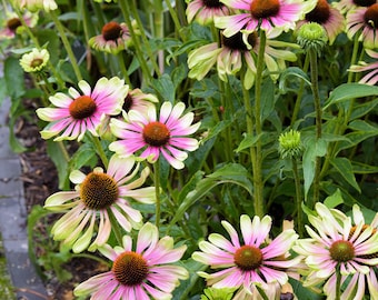 Echinacea purpurea 'Green Twister' - 3 Well Rooted Starter Plants in 1 Qt Containers Grown at Rosie Belle Farm - Price Includes Shipping