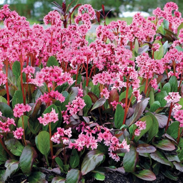 Bergenia Spring Fling (Pigsqueak)