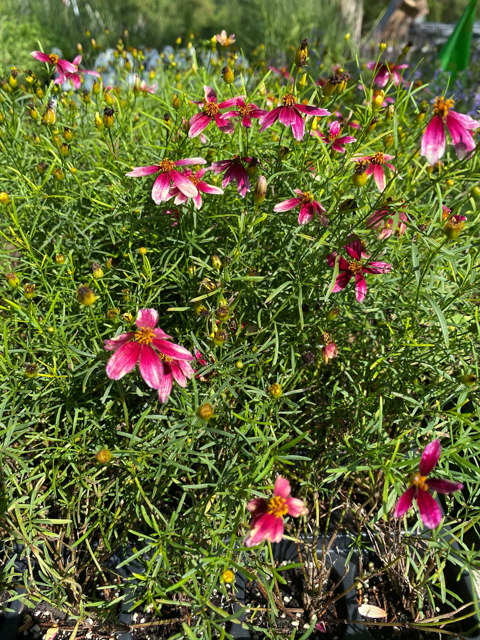 Coreopsis Zesty Zinger 3 Well Rooted Starter Plants in 1 Qt Etsy