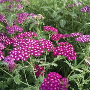 May include: A close-up of a cluster of pink yarrow flowers in bloom. The flowers are arranged in a dense, rounded shape, with a central cluster of small, yellow florets surrounded by a ring of larger, pink petals. The flowers are growing in a lush green garden setting.