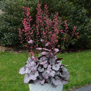 Heuchera 'Silver Gumdrop' (Coral Bells) - 3 Well Rooted Starter Plants in 1 Qt Pots Grown at Rosie Belle Farm - Free Shipping