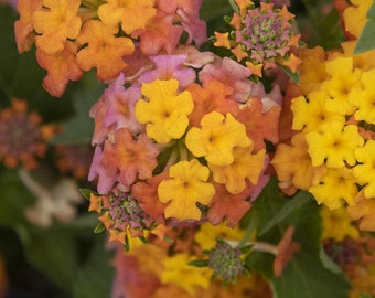 Lantana MIss Huff ( Hardy Lantana) - 3 Well Rooted Starter Plants in 1 Qt Pots Grown at Rosie Belle Farm - Free Shipping Included