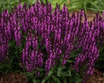 Salvia nemorosa 'Bumbleberry - 3 Well Rooted Starter Plants - Reserve for Sept 15, 2023 Shipping - Price Includes Free Shipping