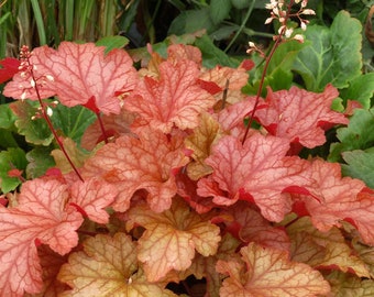 Heuchera Paprika (Coral Bell) - 3 Well Rooted Starter Plants in 1 Qt Pots Grown at Rosie Belle Farm - Free Shipping Included
