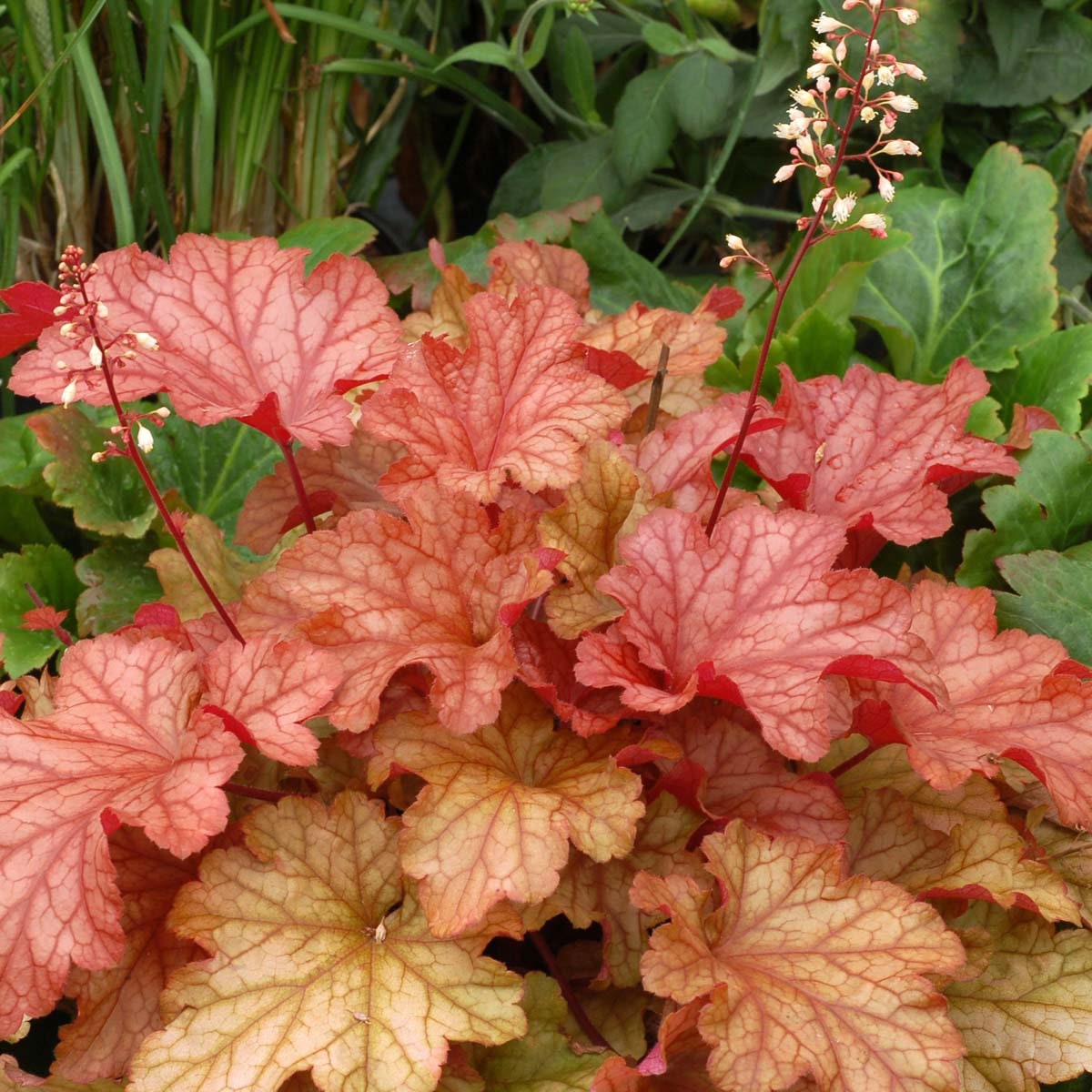 Heuchera Paprika (Coral Bell) - 3 Well Rooted Starter Plants in 1 Qt Pots Grown at Rosie Belle Farm - Free Shipping Included