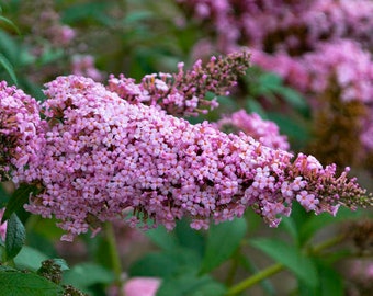 Buddleia Princess Pink 3 Well Rooted Starter Plants in 1 Qt Pots Grown at Rosie Belle Farm - Free Shipping