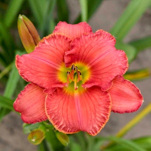 Hemerocallis &#39;Scottish Fantasy&#39; (Daylily) - 3 Well Rooted Starter Plants in 1 Qt Pots Grown at Rosie Belle Farm - Free Shipping Included