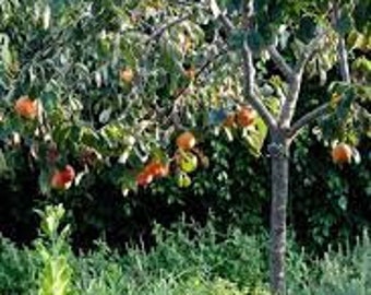 Fuyu Persimmon Tree - 2-3 Feet Tall in a 2 Gallon Pot - Grown at Roise Belle Farm - Price Includes Shipping