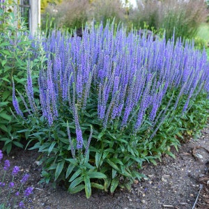 Veronica Blue Skywalker (Spike Speedwell) 3 Well Rooted Starter Plants in 1 Qt Pots - Grown at Rosie Belle Farm - Price Includes Shipping