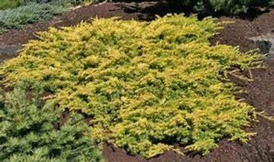 All Gold Juniper Ground Cover 3 Gallon Container Grown at Etsy