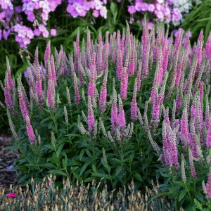 May include: A cluster of pink and white Veronica spicata flowers in bloom. The flowers are tall and slender, with a delicate, feathery appearance. The flowers are growing in a garden setting.