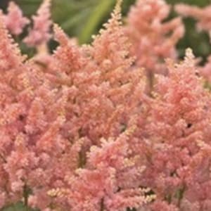 Astilbe Peach Blossom (Japanese Astilbe) - 3 Well Rooted Starter Plants in 1/2 Gallon Pots Grown at Rosie Belle Farm  - Free Shipping