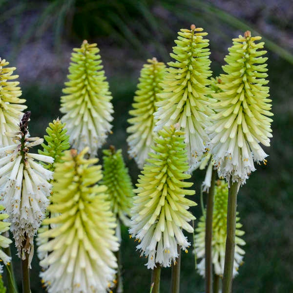 Kniphofia Lady Luck (Red Hot Poker) - 3 Well Rooted Starter Plants in 1 Qt Pots Grown at Rosie Belle Farm - Free Shipping