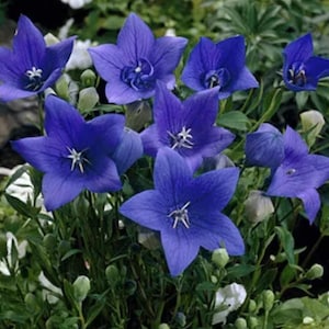 Balloon Flower &#39; Sentimental Blue Platycodon grandiflorus  - 3 Well Rooted Starter Plants Grown at Rosie Belle Farm - Free Shipping Included