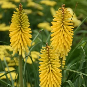 Kniphofia Solar Flare (Red Hot Poker) 3 Well Rooted Starter Plants in 1 Qt Pots Grown at Rosie Belle Farm - Price Includes Free Shipping