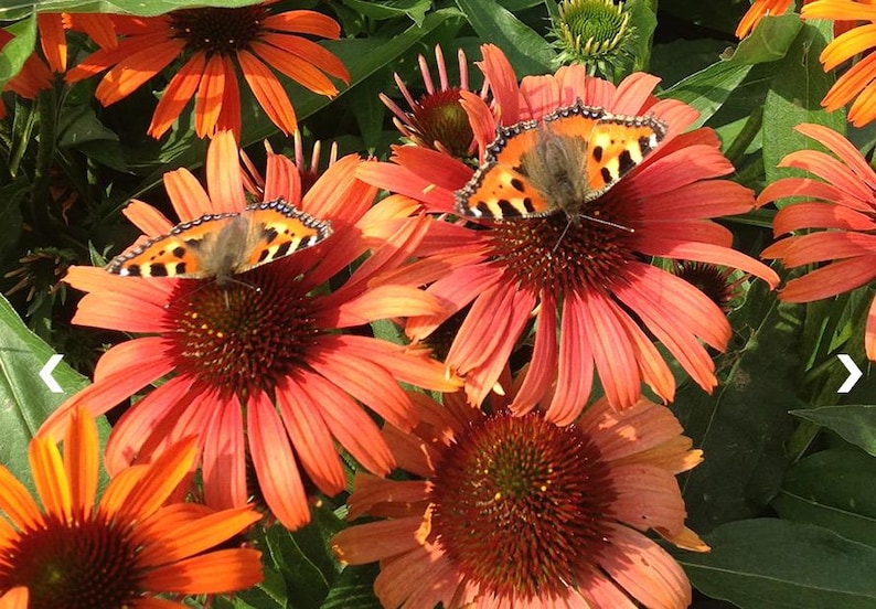 RosieBelleFarm Echinacea Butterfly - Thumbnail 2