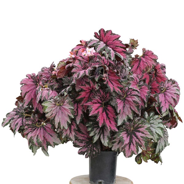 Begonia T- Rex ' Dancing Peacock' - 1 Well Rooted Starter Plant in a 1 Qt Pot Grown at Rosie Belle Farm - Free Shipping Included