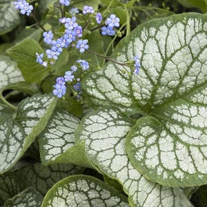 Brunnera Jack Frost  - 3 Well Rooted Starter Plants in 1 Qt Pots - Grown at Rosie Belle Farm  - Price Includes Free Shipping