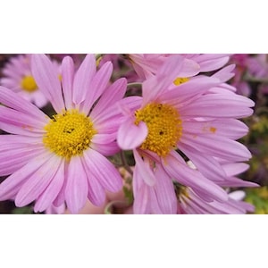 Chrysanthemum Raspberry Sorbet - 2 Well Rooted Starter Plants in 1 Qt Containers - Grown at Rosie Belle Farm - Price Includes Shipping