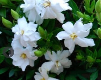 Dwarf Radican Gardenia (‘gardenia jasminoides &#39;Radicans&#39;) - 1 plant in a 3 gallon pot grown at Rosie Belle Farm - Free Shipping