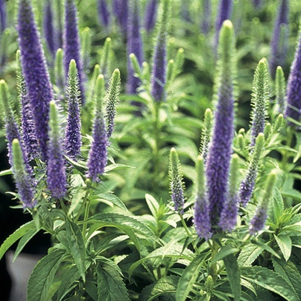 Veronica Spicata Royal Candles (Spike Speedwell) - 3 Well Rooted Starter Plants in 1 Qt Pots Grown at Rosie Belle Farm - Free Shipping
