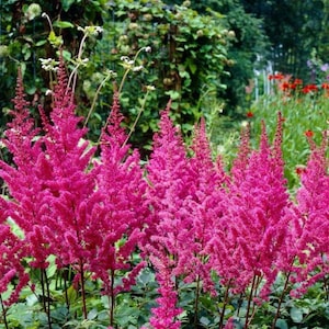 Astilbe Chinensis (Maggie Daley) - 3 Starter Plants each in a one Quart Pot - Grown at Rosie Belle Farm - Free Shipping