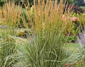 Feather Reed Grass Hello Spring 'Calamagrostis acutiflora - 3 Well Rooted Starter Plants in 1 Qt Pots From Rosie Belle Farm - Free Shipping