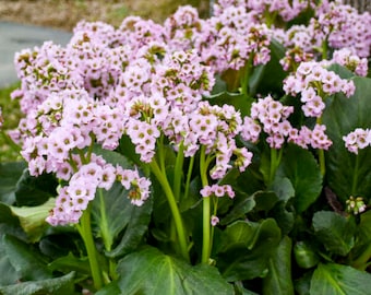 Bergenia Fairy Tale Romance (Pigsqueak) - 3  Well Rooted Starter Plants in 1 Qt Pots - Grown at Rosie Belle Farm - Price Includes Shipping