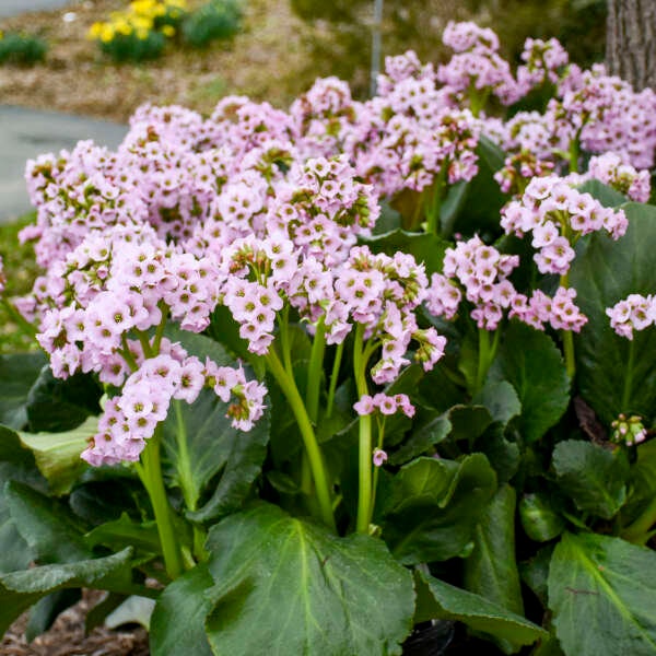 Bergenia Fairy Tale Romance (Pigsqueak) - 3  Well Rooted Starter Plants in 1 Qt Pots - Grown at Rosie Belle Farm - Price Includes Shipping