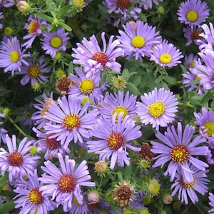 Aster Oblongfolius (Aromatic Aster) - 3 Well Rooted Starter Plants in 1 QT Pot - Grown at Rosie Belle Farm - Price Includes Shipping