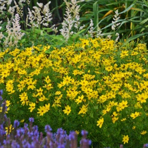 Coreopsis Zagreb (Threadleaf Coreopsis) - 3 Well Rooted Starter Plants in 1 Qt Pots Grown at Rosie Belle Farm - Price Includes Shipping