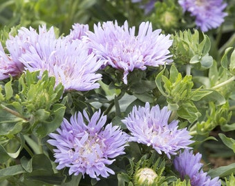 Stokes Aster Blue Danube  - 3 Well Rooted Starter Plants in 1 Qt Pots Grown at Rosie Belle Farm - Free Shipping