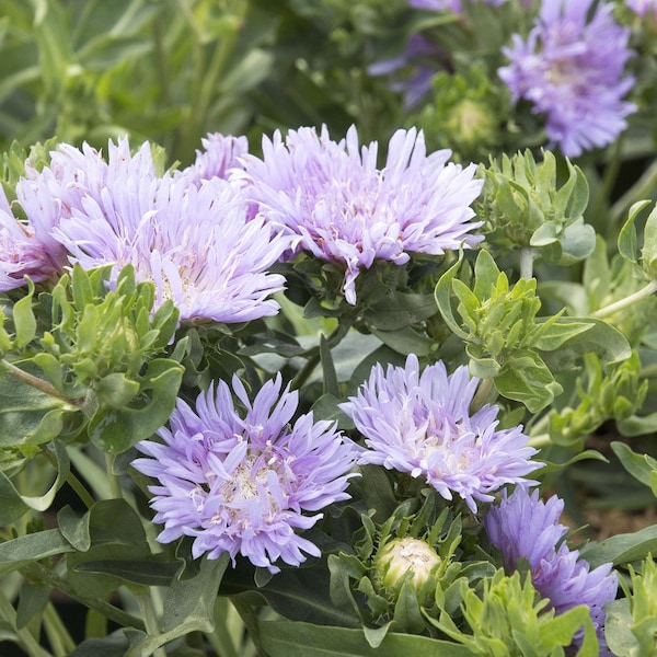 Stokes Aster Blue Danube  - 3 Well Rooted Starter Plants in 1 Qt Pots Grown at Rosie Belle Farm - Free Shipping