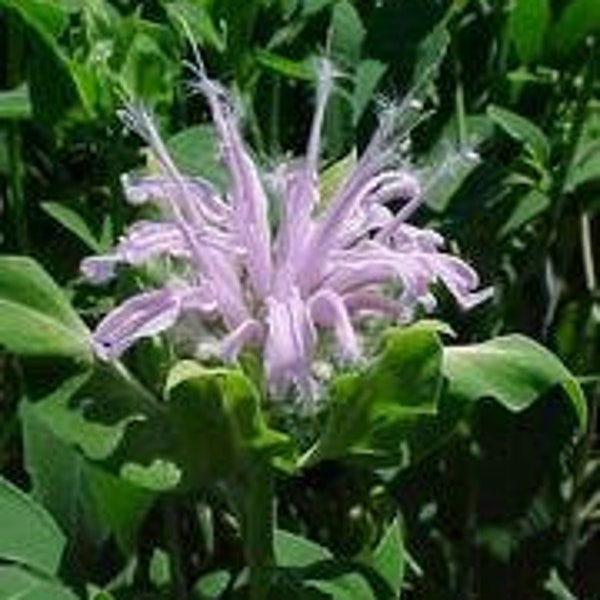 Monarda Fistulosa (Wild Bergamot) - 3 Well Rooted Starter Plants in 1 Qt Pots Grown at Rosie Belle Farm - Free Shipping Included