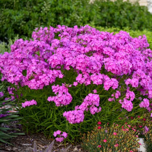 Tall Garden Phlx 'Opening Act Ultrapink' (Hybrid Phlox) - 3 Well Rooted Starter Plants in 1 Qt Pots Grown at Rosie Belle Farm- Free Shipping