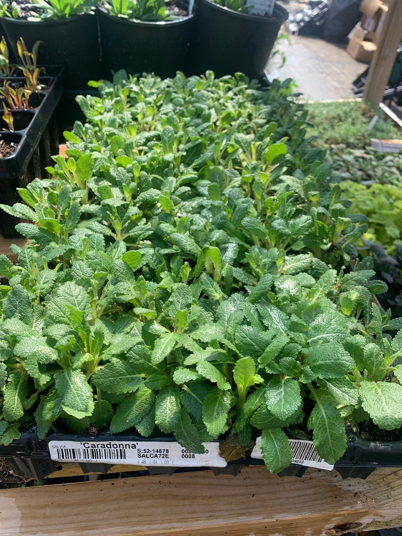 RosieBelleFarm Salvia Nemorosa Caradonna - Thumbnail 2