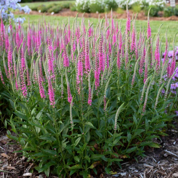 Veronica Spike Speedwell Perfectly Picasso - 3 Well Rooted Starter Plants in 1 Qt Pots - Grown at Rosie Belle Farm - Price Includes Shipping