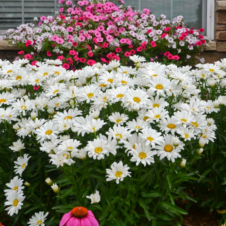 Shast Daisy 'Daisy May' Leucanthemum 3 Well Rooted Starter Plants in 1 Qt Pots Grown at Rosie Belle Farm Free Shipping image 1