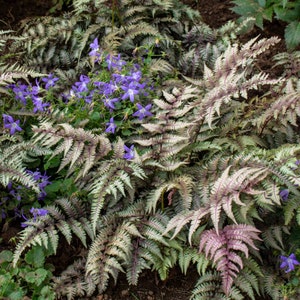 Japanese Painted Fern (Athyrium Niponicum)  - 3 Well Rooted Starter Plants in 1 Qt Containers - Price Includes Free Shipping Included